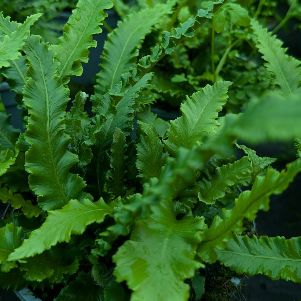 Phyllitis scolopendrium ‘Angustifolia’ 2L 5023242388533 2